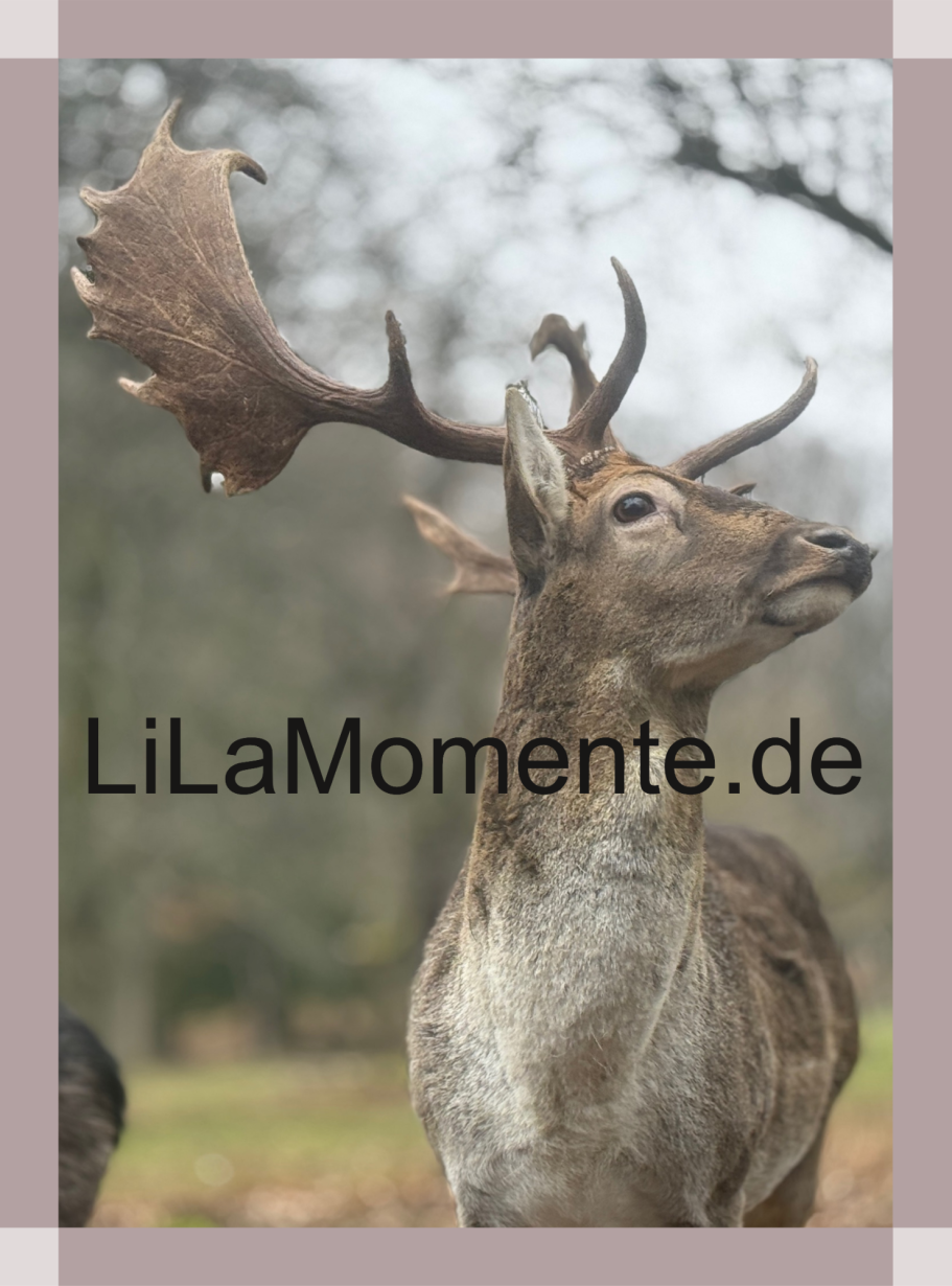 N° 23 - Wildtiergehege in Bad Harzburg II