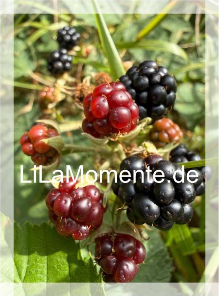 N° 28 - Brombeeren am Kaltetalskopf