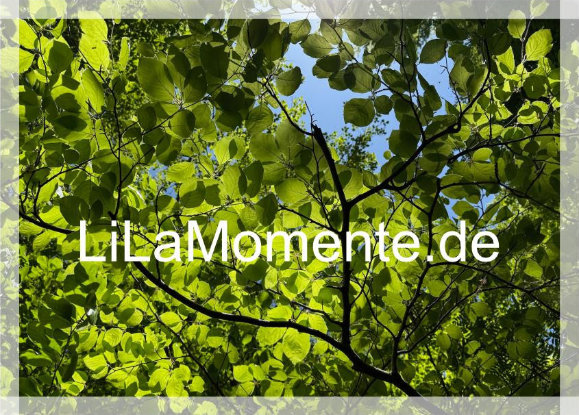 N° 3 - Frühlingsblätter am Riefenbach I