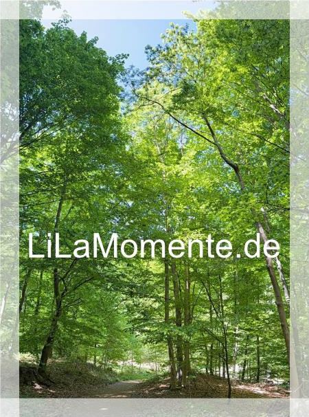 N° 6 - Wanderweg am Riefenbach
