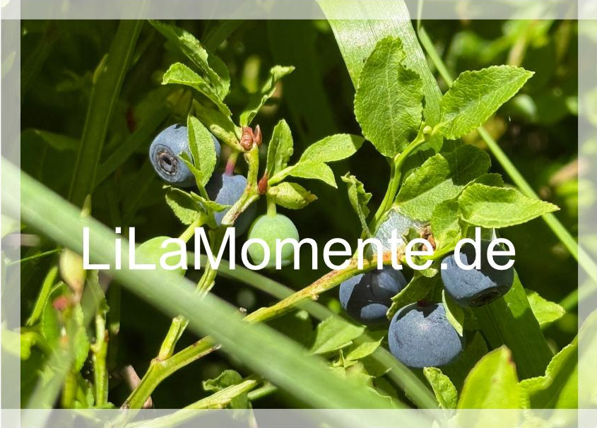 N° 18 - Blaubeeren im Harz