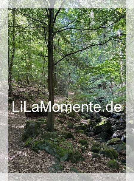 N° 30 - Wildkatzenweg am Riefenbach